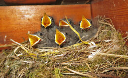 018 - jungmannschaft